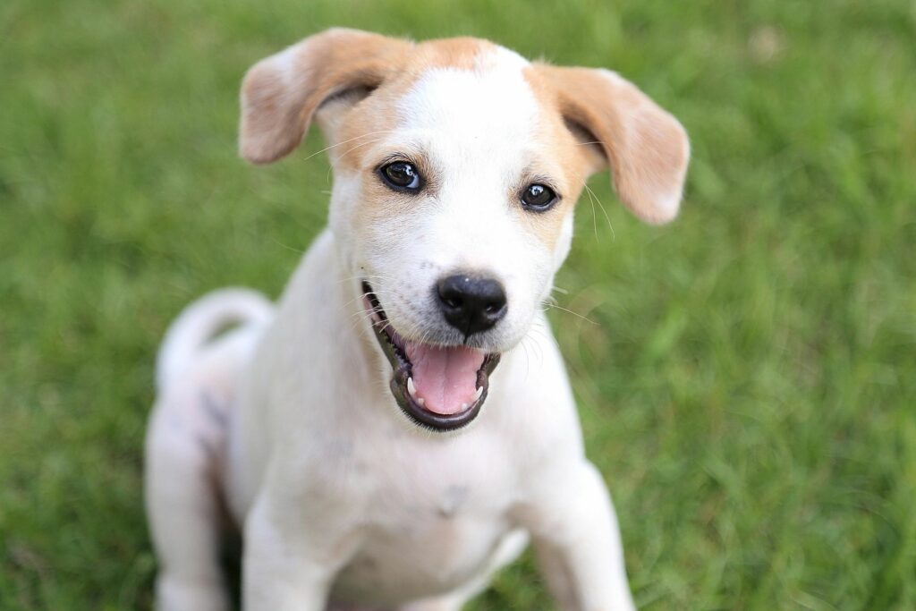 Smiling puppy sitting on green grass.